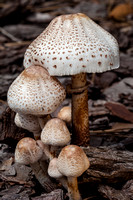 mushroom mushrooms toadstools toad stools Arizona, Chrisandersonimaging.zenfolio.com, "Christopher Anderson", "Christopher Anderson", "Picture grand canyon", barn, "bird house", bloom, "chris Anderson