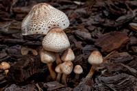 Mushroom shroom