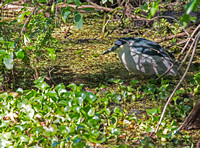 "night heron" heron "lettuce lake" florida bird birds chrisandersonimaging "chris anderson" wetlands "wildlife refuge" "bird waching"