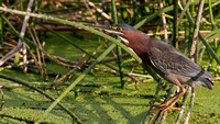 heron "green heron" bird birds florida wildlife refuge "wildlife refuge" wetlands "national wildlife refuge" chrisandersonimaging "chris anderson"