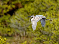 "blue heron", "chris anderson", "chris anderson imaging", chrisandersonimaging, flight, flying, heron, "in flight", "little blue heron", photographer, "tri-colored heron", "trip advisor", tripadvisor