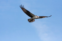 1) Osprey hunting