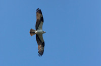 osprey "soaring osprey" chrisandersonimaging "chris anderson" "lettuce lake" tampa