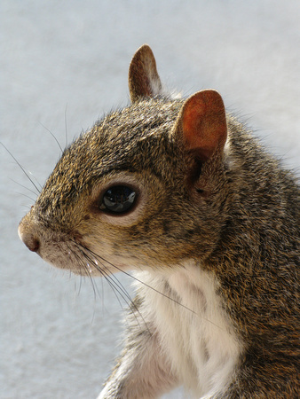 Tame Squirrel