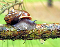 snail chrisandersonimaging "chris anderson" "chris anderson imaging" tripadvisor "trip advisor" photographer zenfolio zenfolio.com