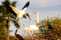 stork "wood stork" nest rookery nesting bird birds florida wildlife refuge "wildlife refuge" wetlands "national wildlife refuge" chrisandersonimaging "chris anderson" "chris anderson imaging" tripadvi