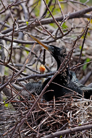 nesting anhinga chicks chrisandersonimaging "mother anhinga"