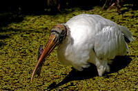 wood stork "wood stork" chrisandersonimaging "chris anderson"
