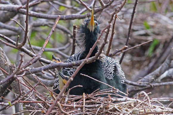 Nesting Anhinga