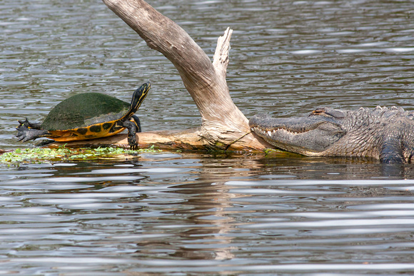Turtle tortise alligator wakodahatchee chrisandersonimaging "chris anderson"