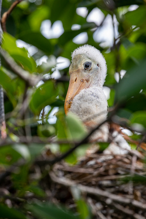 Baby Wood Stork in Nest