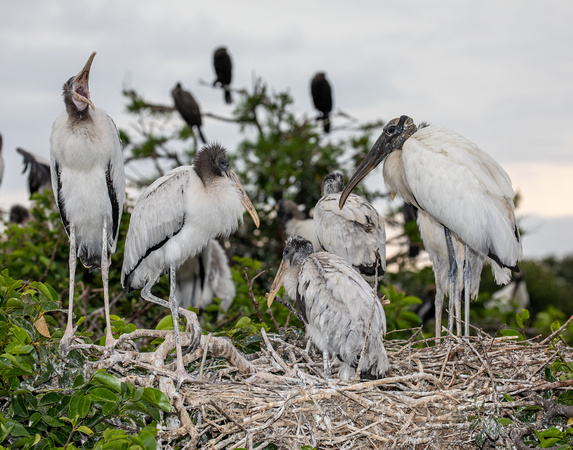 Wood Stork Nest