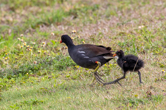 Moorhen with chick - look at those feet!