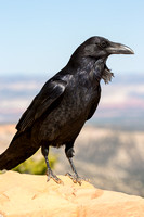 Raven at Bryce Canyon, Utah