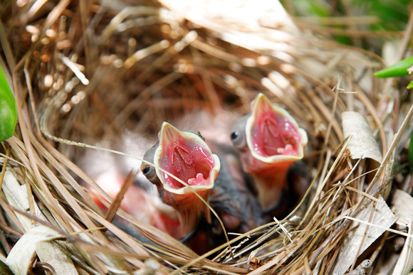 Baby Cardinals