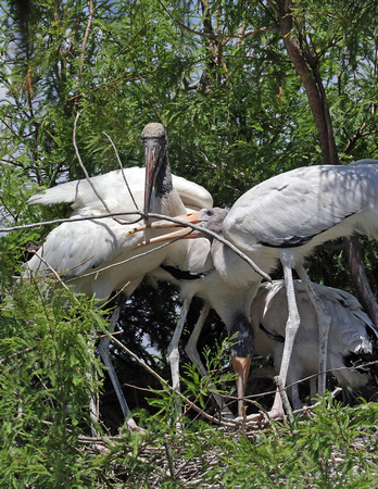 Word Stork nest with young