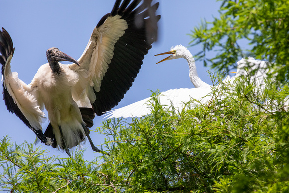 Wood Stork and Great Egret having a dispute