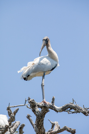 Young Wood Stork