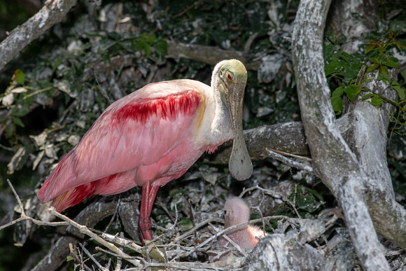 Roseate Spoonbill with chick