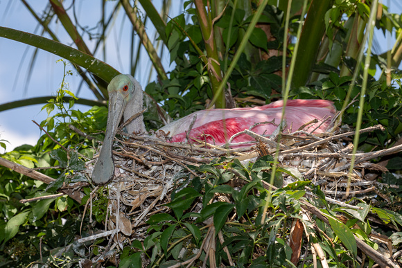 Roseate Spoonbill on nest