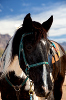 Horse at Superstition Springs, Arizona