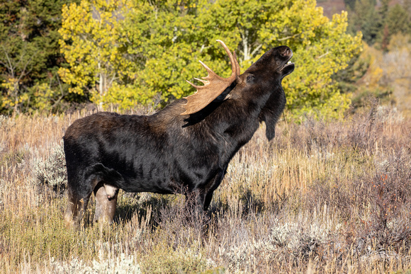 Teton Mountains, Wyoming Bull Moose - during rut