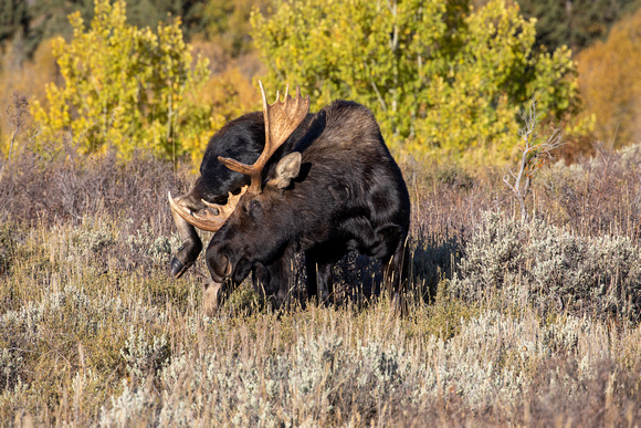 Teton Mountains, Wyoming  Bull Moose scratching