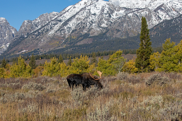 Teton Mountains, Wyoming Bull Moose
