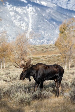 Teton Mountains, Wyoming - Bull Moose