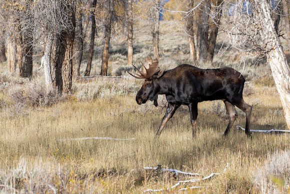 Teton Mountains, Wyoming - Bull Moose