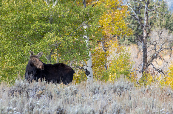 Teton Mountains, Wyoming - Cow Moose