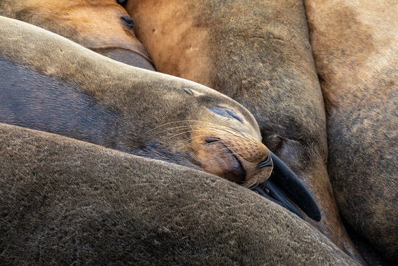 California sea lions in Newport, Oregon