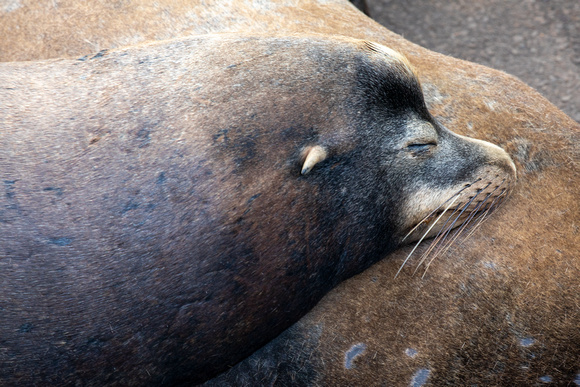 California sea lion in Newport, Oregon