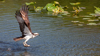 osprey hawk "lettuce lake" chrisandersonimaging "chris Anderson"