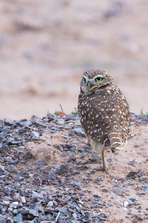 Burrowing Owl, Arizona