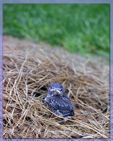 chrisandersonimaging "chris anderson" "chris anderson imaging" tripadvisor "trip advisor" photographer zenfolio zenfolio.com baby bluebird "baby bluebird"