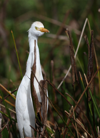 egret, "florida birds", "great egret" bird birds florida wildlife refuge "wildlife refuge" wetlands "national wildlife refuge" chrisandersonimaging "chris anderson"